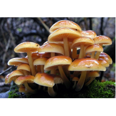 Мицелий Опенка зимнего / Фламмулина бархатистая (Flammulina velutipes) Мицелий Опенка зимнего / Фламмулина бархатистая (Flammulina velutipes)